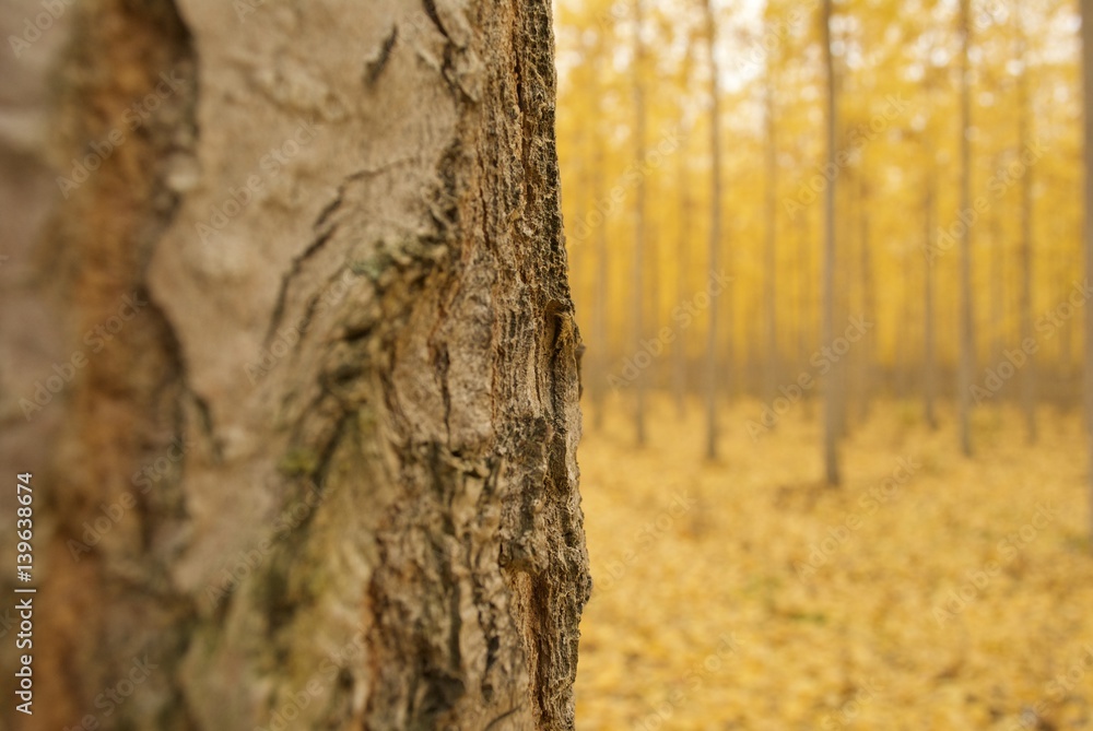 Obraz premium boardman tree farm closeup 