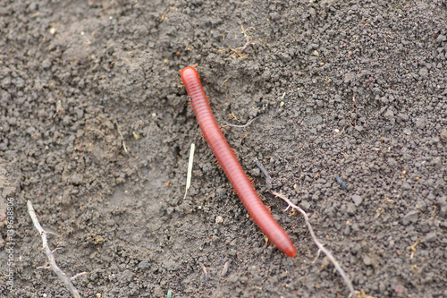millipede on the soil ground