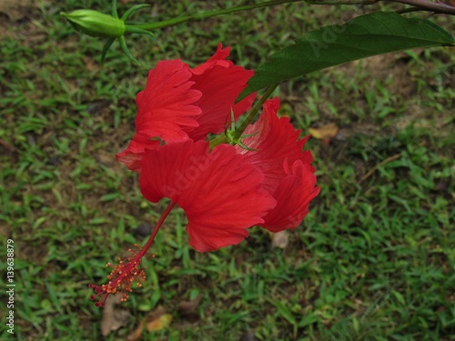 O botão, o chão e a flor. photo