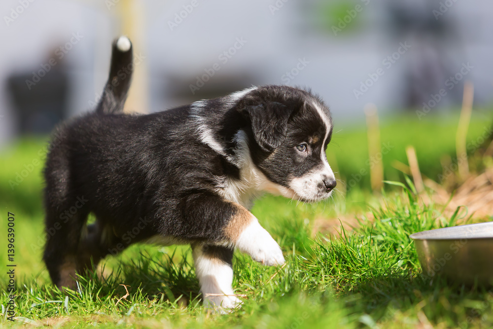 Australian Shepherd puppy walks on the lawn