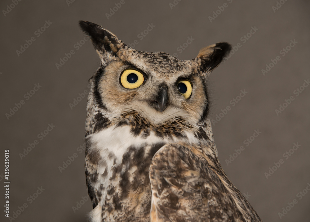 Great horned owl closeup portrait Great horned owl closeup portrait