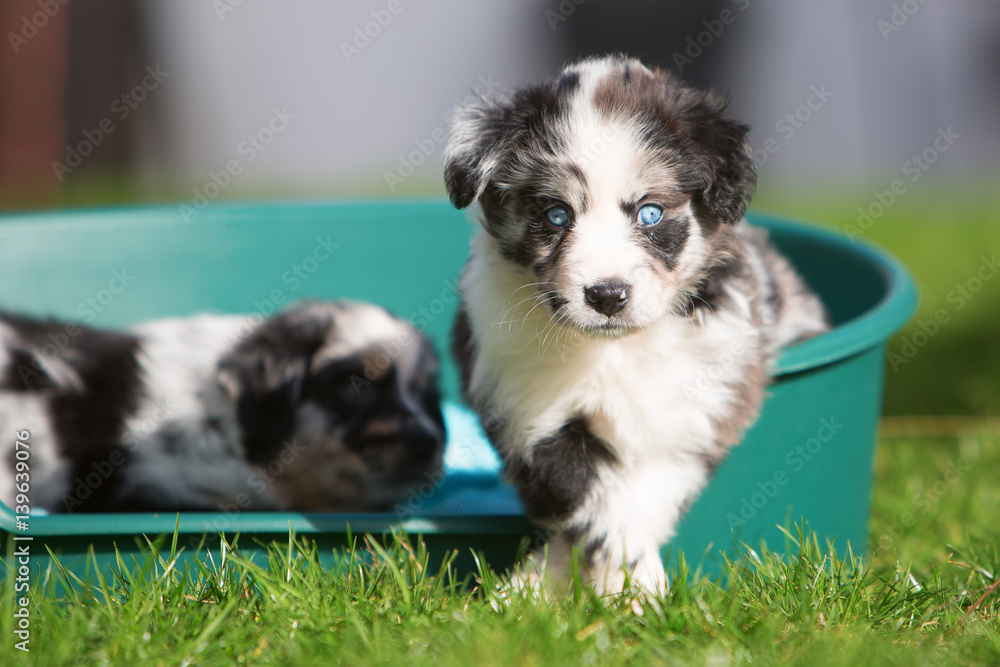 two Australian Shepherd puppies in a dog basket two Australian Shepherd puppies in a dog basket