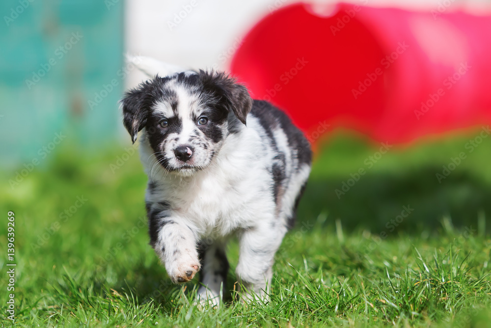 Australian Shepherd puppy runs on the lawn