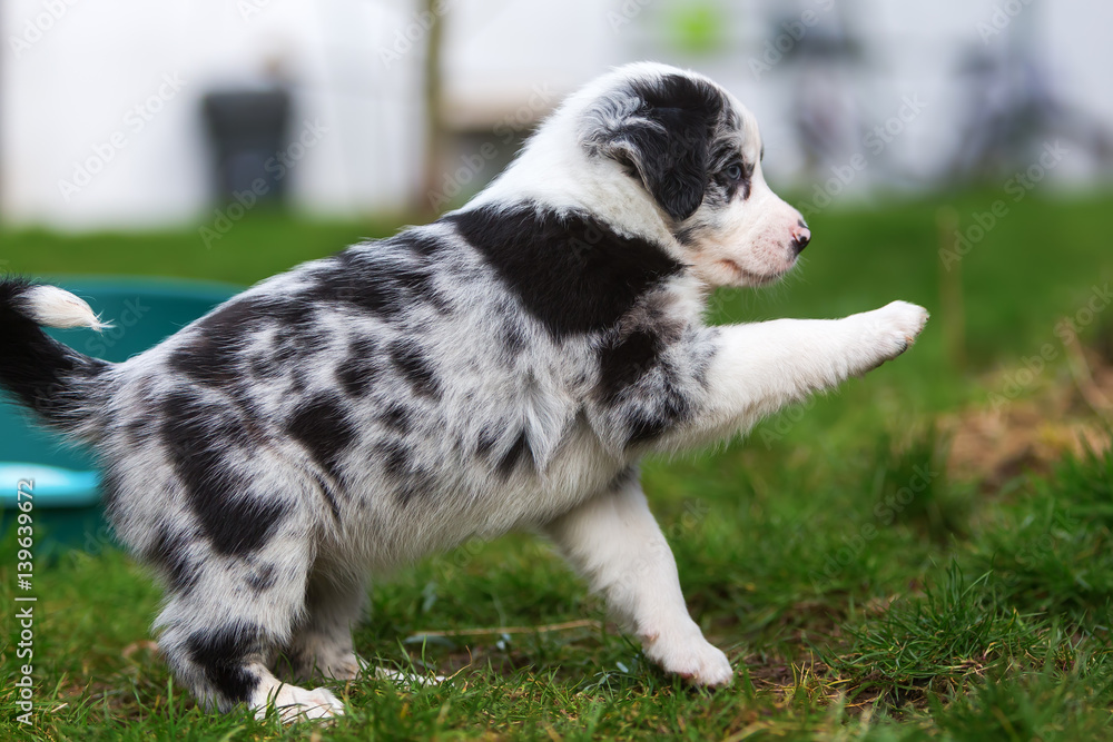 Australian Shepherd puppy raises the paw
