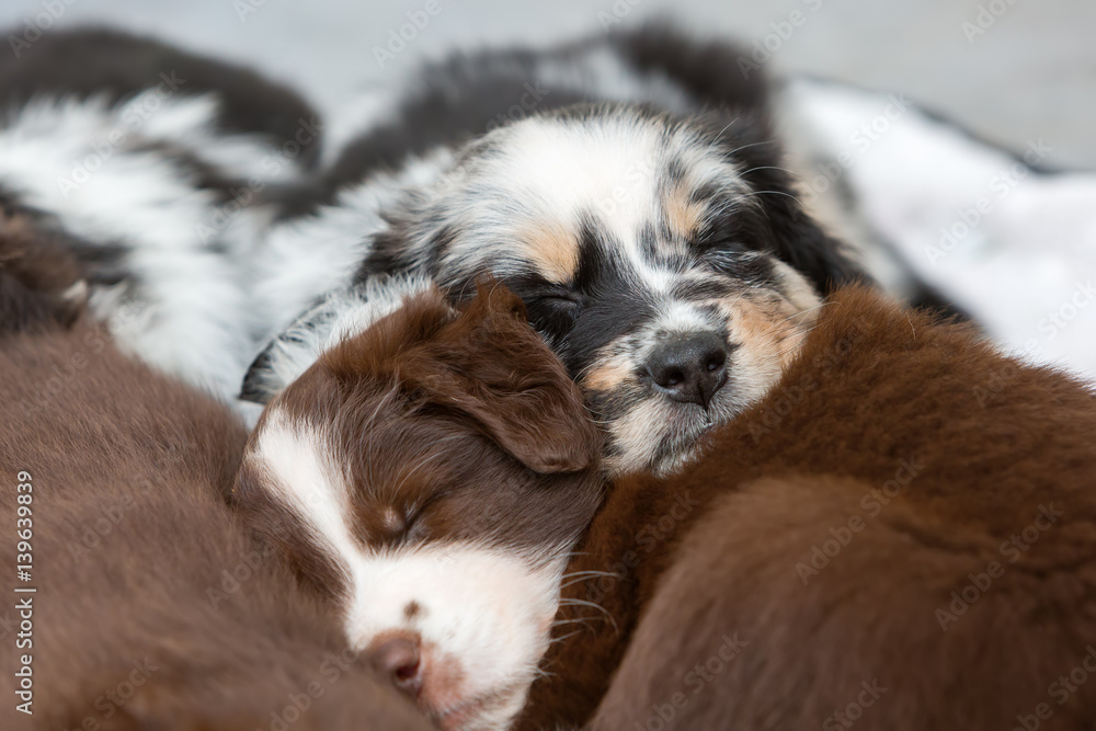 puppies sleeping one above the other puppies sleeping one above the other