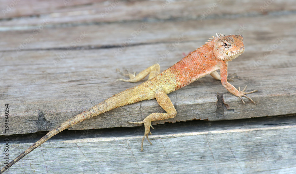 Obraz premium Thailand chameleon