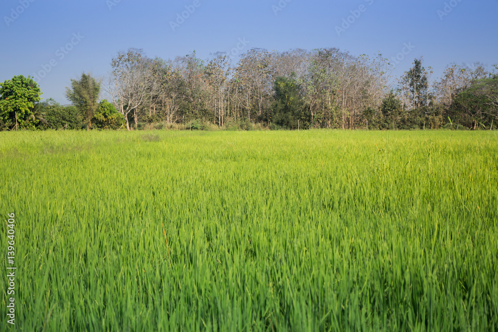 Green Rice Fild With Blue Sky
