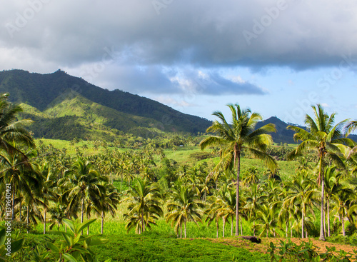 Tropical landscape with palm tree and mountain. Blue sky view with coco palm trees.