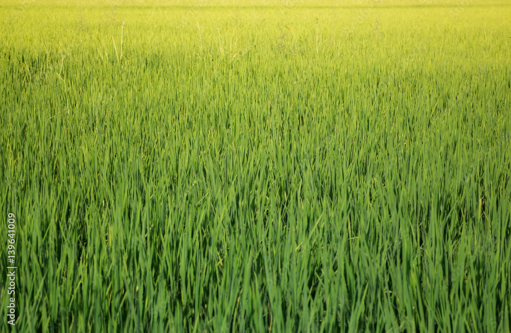 Green Rice Fild In Summer