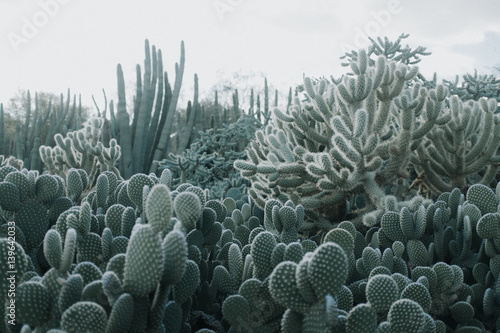 Fotografie Cactus Garden