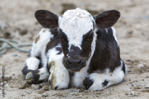 Black and white Baby Cow at the animal market of Otavalo