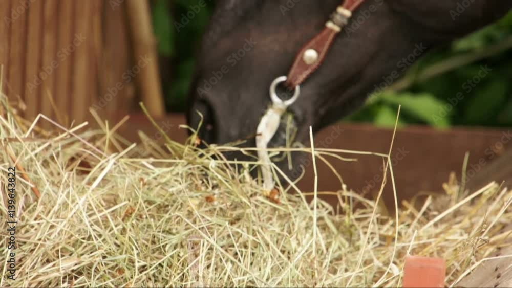 Horse chewing hay at rancho Stock Video Adobe Stock