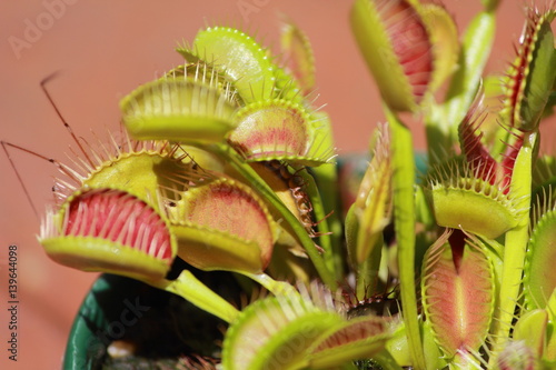 venus fly trap