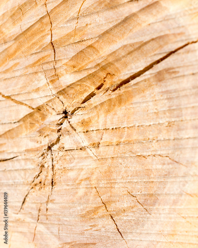 Obraz na plátne Cracked and Blurred Birch Log