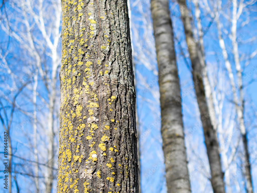 Fototapeta premium Quaking Aspen Stand In Winter