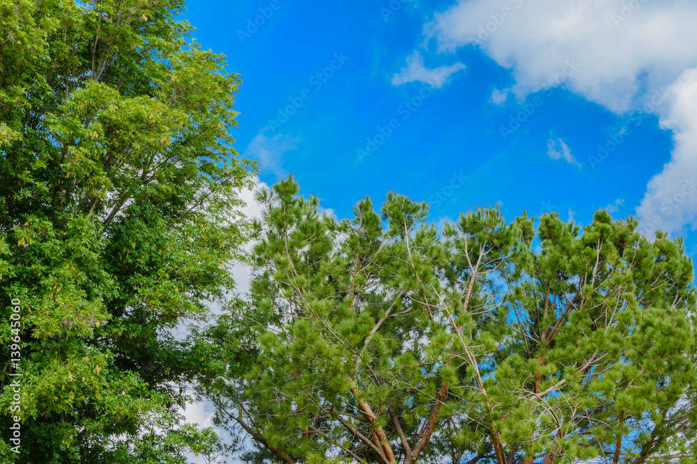 Two large trees next to each other in park