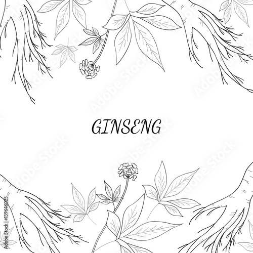 Root and leaves panax ginseng, sketch style. Hand draw vintage illustration of medicinal plants, background. For traditional medicine, gardening. Biological additives are. 