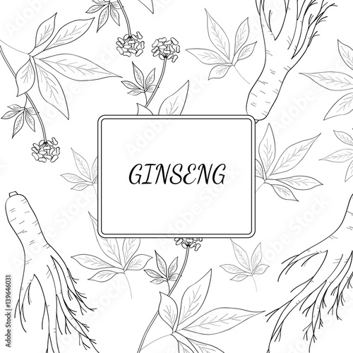 Root and leaves panax ginseng, sketch style. Hand draw vintage illustration of medicinal plants, background. For traditional medicine, gardening. Biological additives are. 