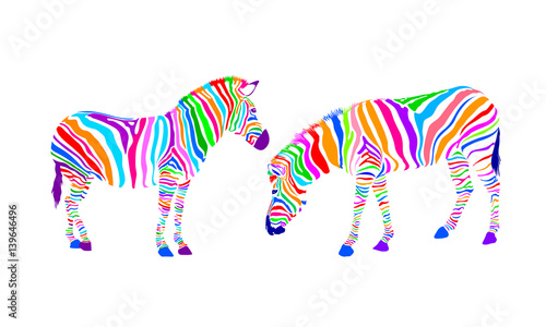 Colorful striped of two zebra. Wild animal texture. Vector illustration isolated on white background