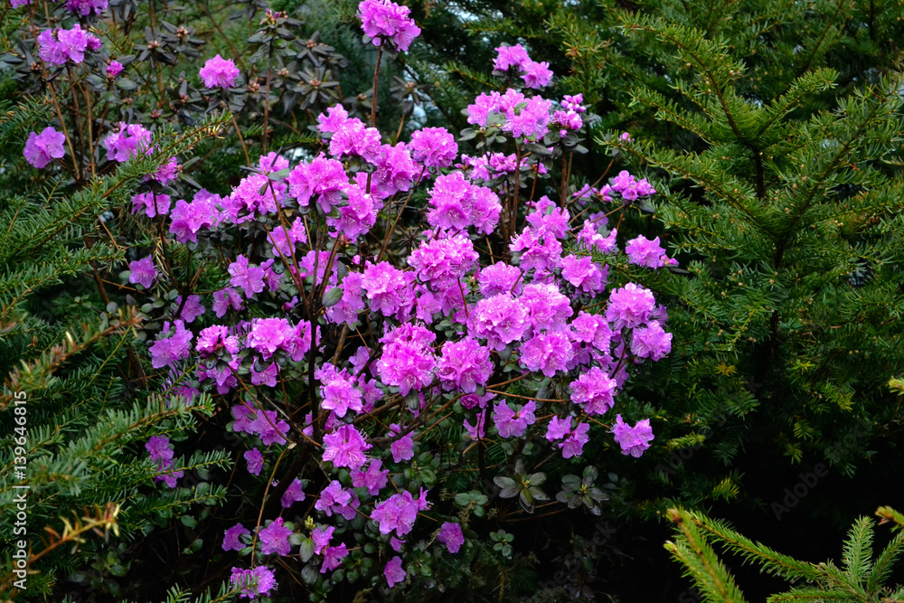 Ledum among the spruces in Spring