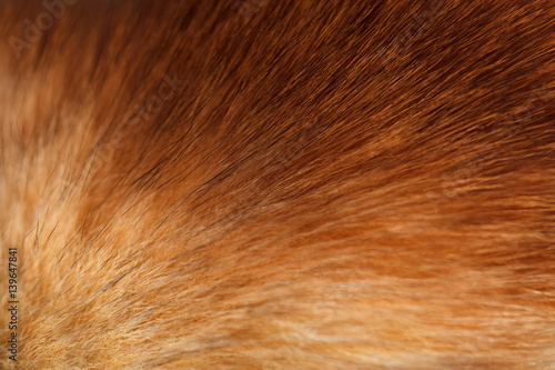 Fluffy ginger fur texture or background, selective focus, closeup