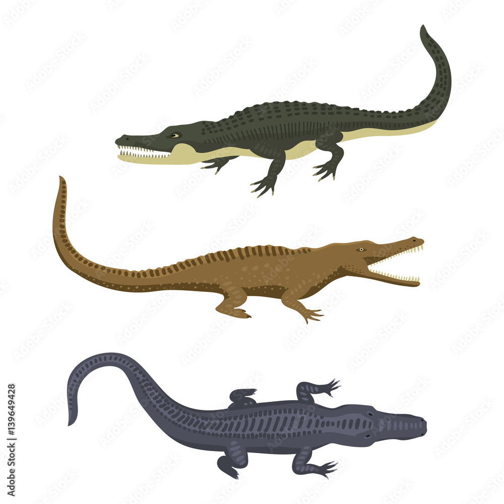 Fototapeta premium Cartoon green crocodile danger predator and australian wildlife river reptile carnivore alligator with scales teeth flat vector illustration.