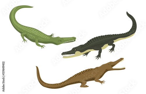 Cartoon green crocodile danger predator and australian wildlife river reptile carnivore alligator with scales teeth flat vector illustration.