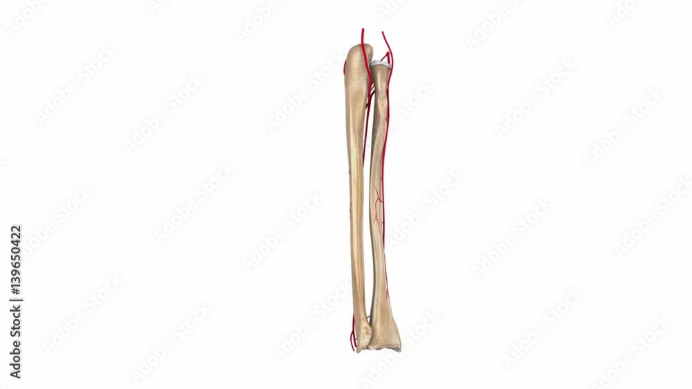 Radius and Ulna with arteries Radius and Ulna with arteries