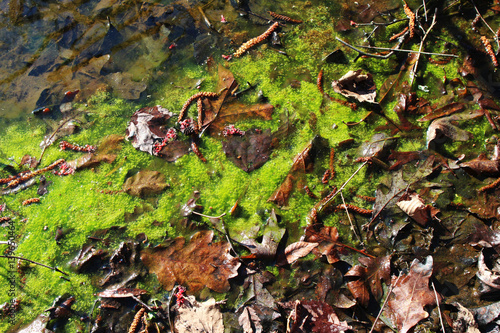 Swamp algae with dried brown leaves