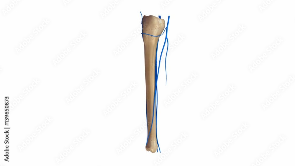 Tibia and Fibula with Ligaments Arteries Veins Tibia and Fibula with Ligaments Arteries Veins