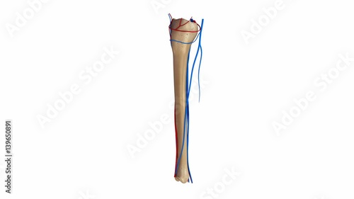 Tibia and Fibula with  Ligaments Arteries Veins photo