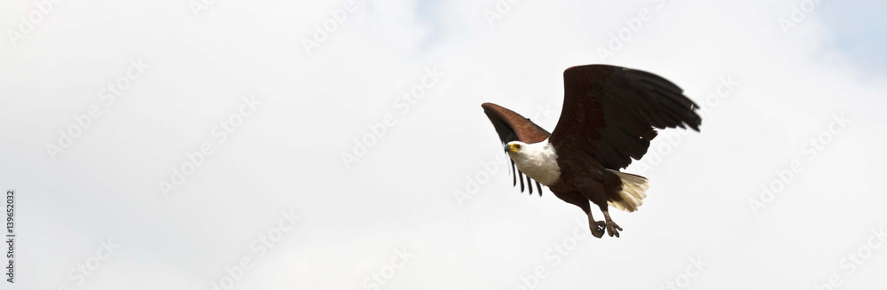 Obraz premium African Fish Eagle