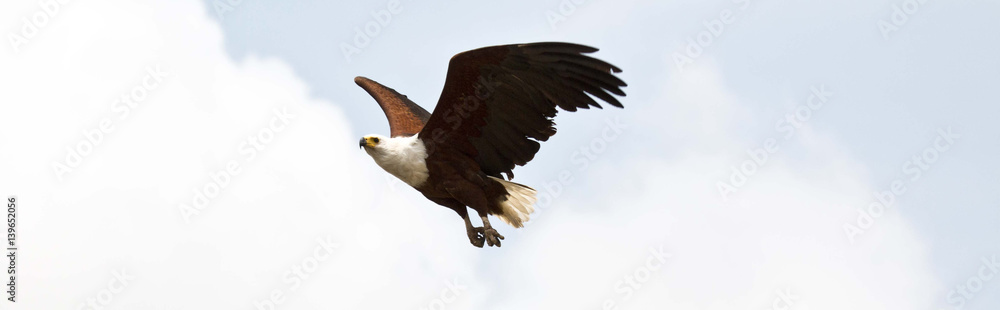 Obraz premium African Fish Eagle
