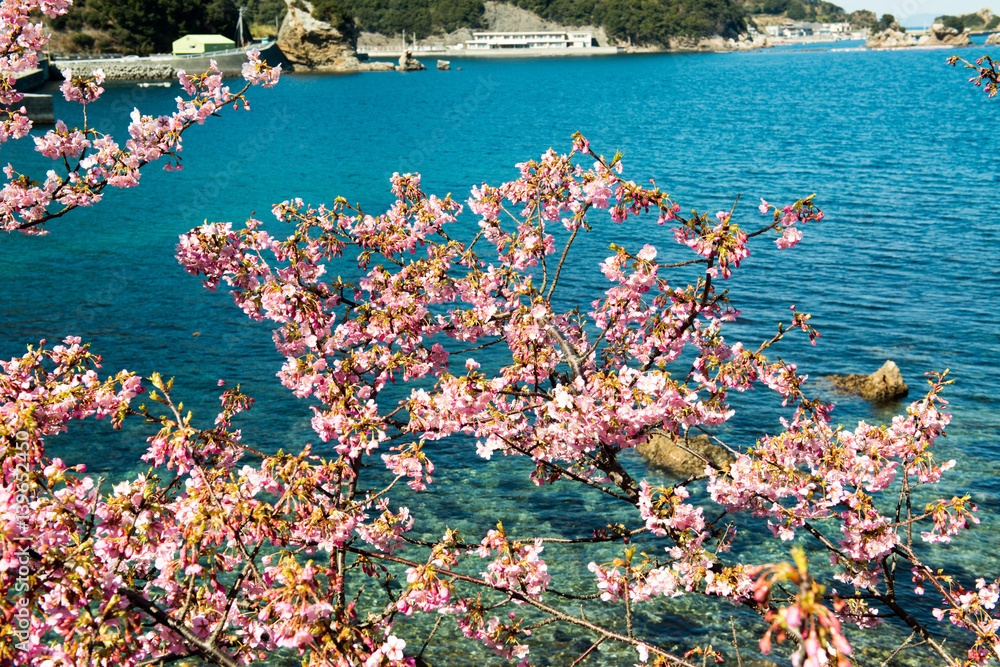 豊後水道河津桜まつり StockFoto Adobe Stock