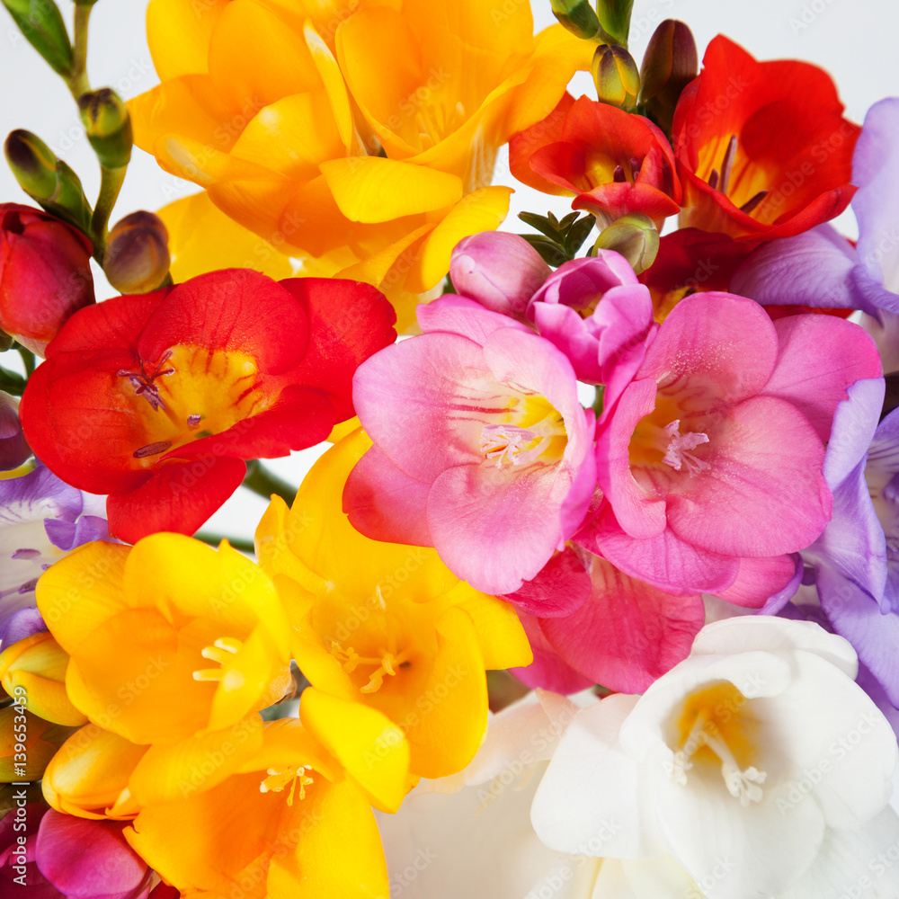 Naklejka premium Flowers of freesia