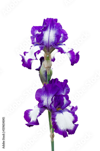 Fototapeta Naklejka Na Ścianę i Meble -  Tall Bearded Iris - German Iris