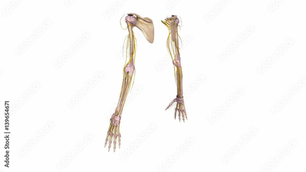 Upper limbs with Ligaments and Nerves Upper limbs with Ligaments and Nerves