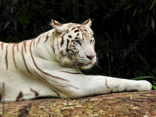 White Tiger