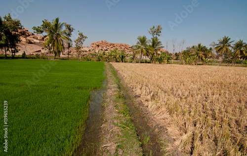 Scenic rice plantation near Hampi, India