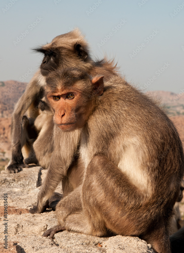Cute monkey animal near Hampi city in India Cute monkey animal near Hampi city in India