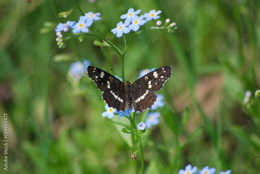 Butterfly Araschnia levana second Butterfly Araschnia levana second