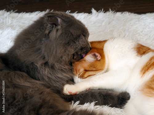A large grey cat licking a cat © kozorog