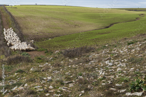 Gregge di pecore sulla Murgia, Corato