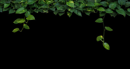Jungle plant leaves background, heart-shaped green yellow leaves vine, devil's ivy, golden pothos hanging on black background.