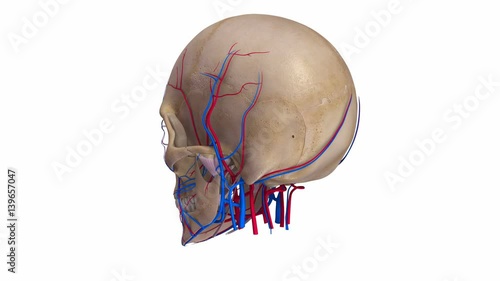 Skull with Ligaments, arteries and veins photo