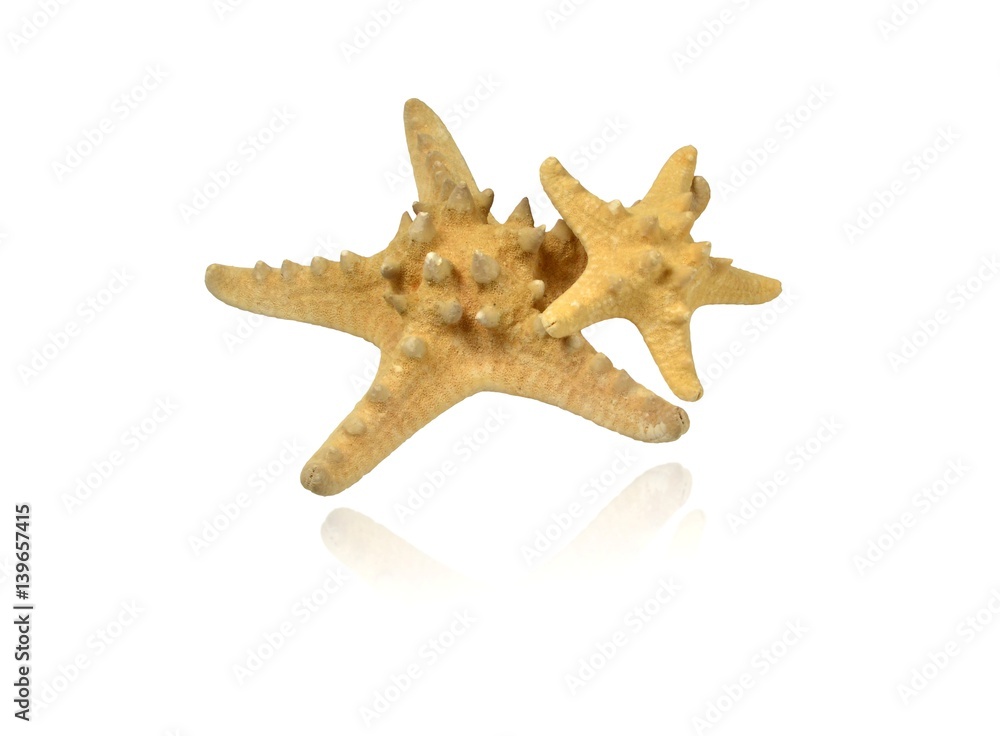 Two starfish of different size, isolated on white background, mirror reflection Two starfish of different size, isolated on white background, mirror reflection