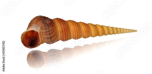 Shell of sea mollusk Great Screw Shell (lat. Turritella terebra), isolated on white background, mirror image