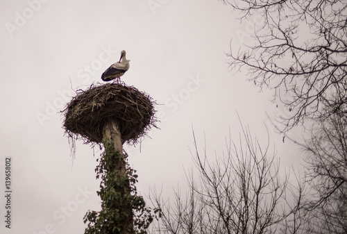 Stork in the nest photo