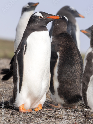 Gentoo penguin, Pygoscelis Papua, feed the chick, Falkland Islands