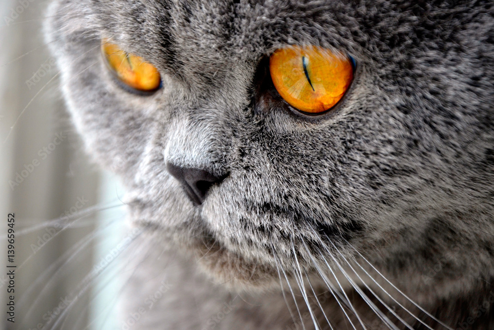 Cat close-up with yellow eyes